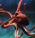 Polvos podem substituir os seres humanos em caso de extinção, segundo…