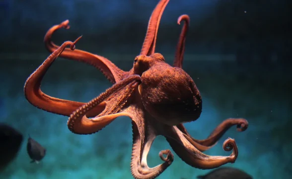 Polvos podem substituir os seres humanos em caso de extinção, segundo pesquisador de Oxford 
