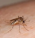 Guaratinguetá confirma primeira morte por dengue em 2025 