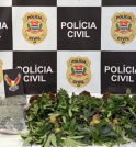 Polícia apreende 22 pés de maconha em uma chácara em São…