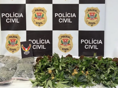 Polícia apreende 22 pés de maconha em uma chácara em São José 