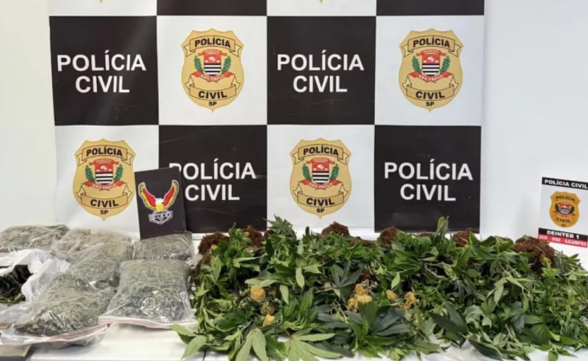 Polícia apreende 22 pés de maconha em uma chácara em São José 