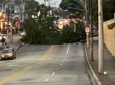 Arvore de escola municipal caí e interdita avenida na zona sul
