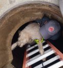 Cachorra cega cai em bueiro e é resgatada pelos Bombeiros em…