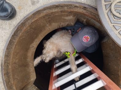 Cachorra cega cai em bueiro e é resgatada pelos Bombeiros em Caraguatatuba 