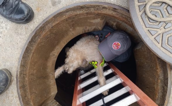 Cachorra cega cai em bueiro e é resgatada pelos Bombeiros em Caraguatatuba 