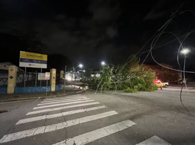 Ataque de cupins causa queda de árvore na Av. Cassiopeia em São José 