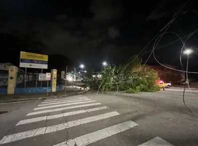 Ataque de cupins causa queda de árvore na Av. Cassiopeia em São José 