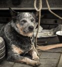 Alesp aprova projeto de lei que proíbe acorrentar cães e gatos