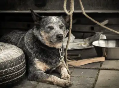 Alesp aprova projeto de lei que proíbe acorrentar cães e gatos