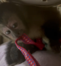 Dupla é presa por transportar macaco-prego na Dutra em Jacareí 