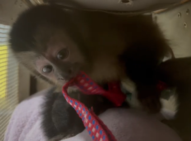 Dupla é presa por transportar macaco-prego na Dutra em Jacareí 