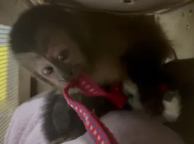 Dupla é presa por transportar macaco-prego na Dutra em Jacareí 