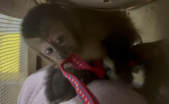 Dupla é presa por transportar macaco-prego na Dutra em Jacareí 