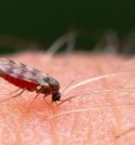 São Paulo registra 44 casos de febre de Oropouche em 2025
