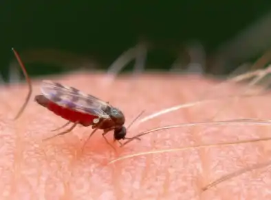 São Paulo registra 44 casos de febre de Oropouche em 2025