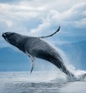 Inédito: baleia-azul, o maior animal do mundo, é avistada no mar…