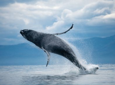 Inédito: baleia-azul, o maior animal do mundo, é avistada no mar em Ilhabela 