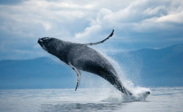 Inédito: baleia-azul, o maior animal do mundo, é avistada no mar em Ilhabela 