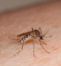 São José dos Campos confirma terceira morte por dengue de 2025