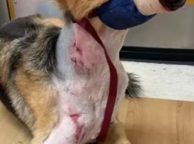 Cachorro é arrastado por jacaré até lago e sobrevive ao “giro da morte”