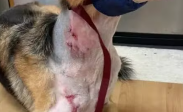 Cachorro é arrastado por jacaré até lago e sobrevive ao “giro da morte”