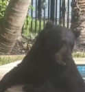 Urso invade casa nos EUA, relaxa por 6 horas em hidro…