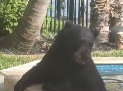 Urso invade casa nos EUA, relaxa por 6 horas em hidro e só sai com rosquinha