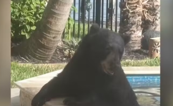 Urso invade casa nos EUA, relaxa por 6 horas em hidro e só sai com rosquinha