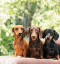 “EnCÃotro de Dachshunds” acontecerá em São José
