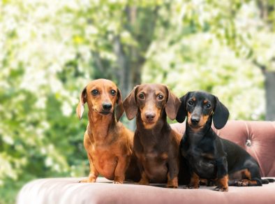 “EnCÃotro de Dachshunds” acontecerá em São José