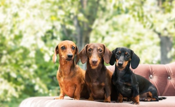“EnCÃotro de Dachshunds” acontecerá em São José