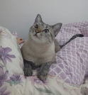Estudo indica que gatos podem distinguir seus tutores pelo olfato 