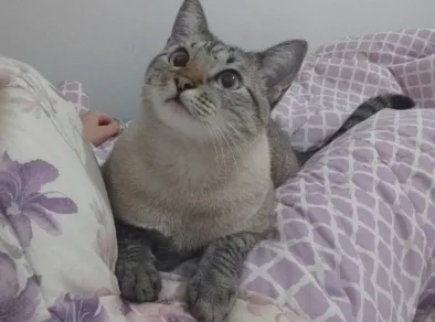 Estudo indica que gatos podem distinguir seus tutores pelo olfato 