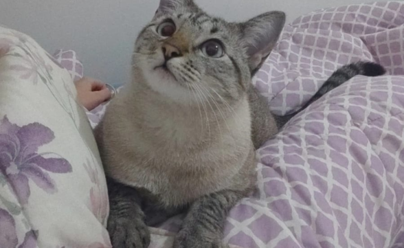 Estudo indica que gatos podem distinguir seus tutores pelo olfato 