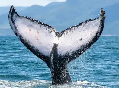 Observação de baleias deve impulsionar turismo de inverno no Litoral Norte