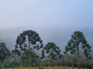 Com 2.7ºC, Campos do Jordão bate recorde de frio no estado de SP 