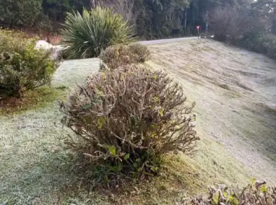 Campos do Jordão registra 1,2°C e bate novo recorde de frio neste sábado (14)
