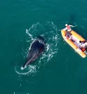 Baleia-jubarte é resgatada após ficar presa em rede de pesca em…