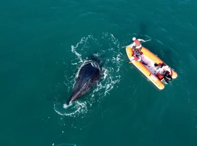 Baleia-jubarte é resgatada após ficar presa em rede de pesca em Ilhabela 