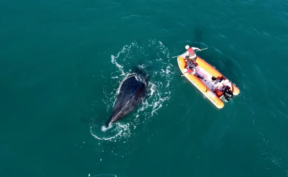 Baleia-jubarte é resgatada após ficar presa em rede de pesca em Ilhabela 