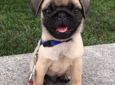 “Encãotro de Pugs” acontecerá na Zona Oeste de São José  
