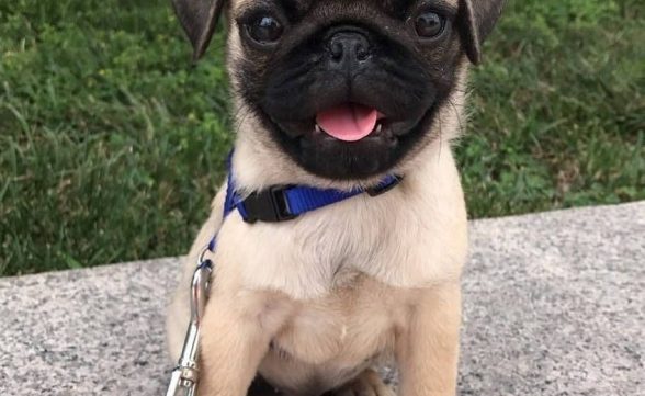 “Encãotro de Pugs” acontecerá na Zona Oeste de São José  