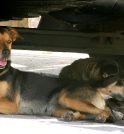 Campanha visa arrecadar cobertores e roupinhas para animais