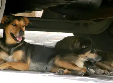 Campanha visa arrecadar cobertores e roupinhas para animais