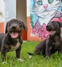 Fundo Social de Taubaté promove bazar beneficente em prol dos animais…