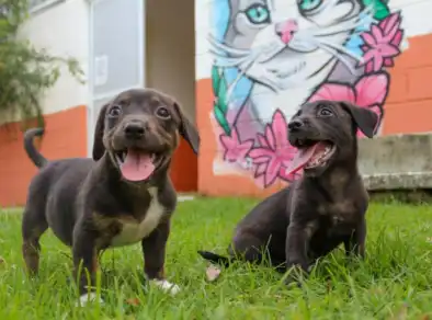 Fundo Social de Taubaté promove bazar beneficente em prol dos animais do CCZ