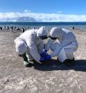 Gripe aviária H5N1 chega à Antártica e acende alerta global, de…