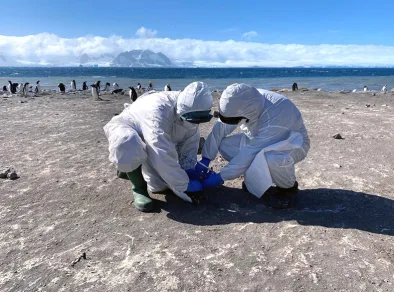 Gripe aviária H5N1 chega à Antártica e acende alerta global, de acordo com a Fiocruz