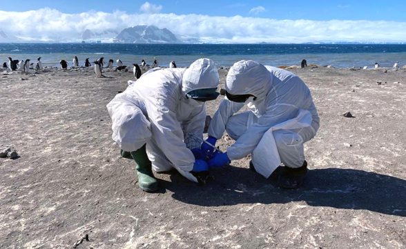 Gripe aviária H5N1 chega à Antártica e acende alerta global, de acordo com a Fiocruz